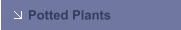 Potted Plants