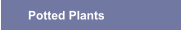 Potted Plants