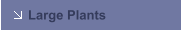 Large Plants