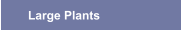 Large Plants