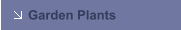 Garden Plants